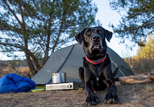 A black dog with a red collar sits in front of a camping tent, surrounded by outdoor gear and nature